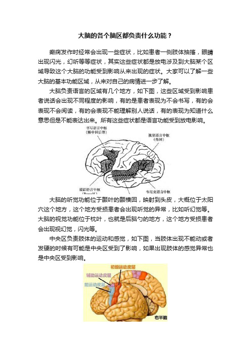 大脑的各个脑区都负责什么功能？