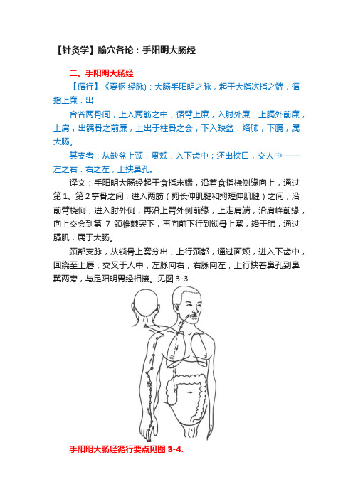 【针灸学】腧穴各论：手阳明大肠经