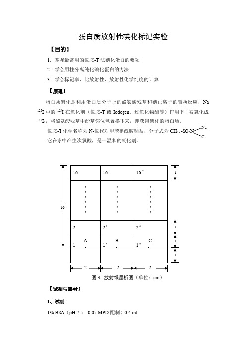 蛋白质放射性碘化标记实验