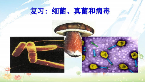 初中八年级生物上册细菌、真菌和病毒复习ppt课件(人教版)