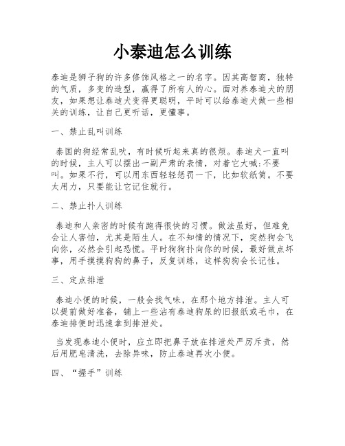 小泰迪怎么训练