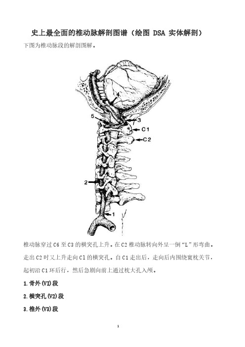 史上最全面的椎动脉解剖图谱(绘图 DSA 实体解剖)