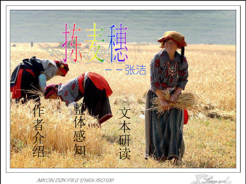 高一语文课件:3.11《拣麦穗》(粤教必修1)