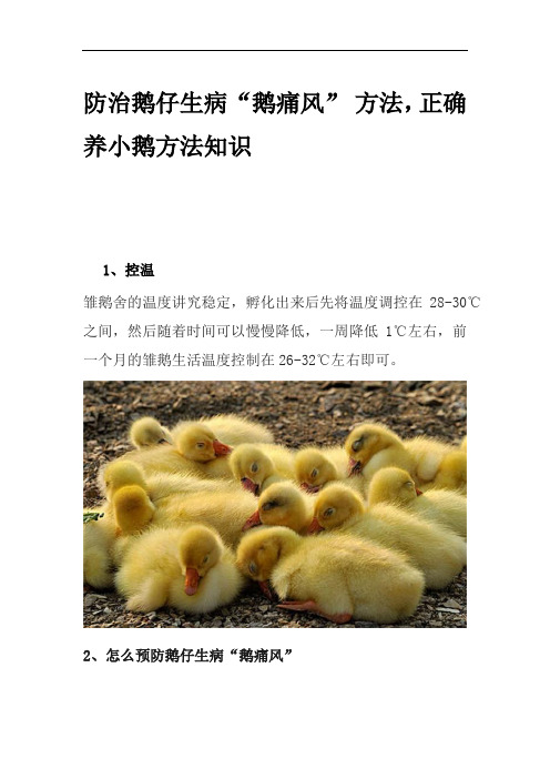 防治鹅仔生病“鹅痛风” 方法,正确养小鹅方法知识