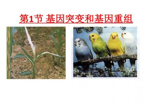 人教版高中生物必修二 基因突变和基因重组  名师公开课省级获奖课件(43张)