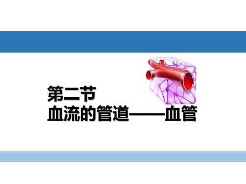 人教版生物七年级下册第四单元第四章第2节血流的管道—血管