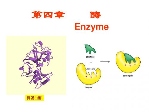 酶-生物化学