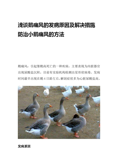 浅谈鹅痛风的发病原因及解决措施 防治小鹅痛风的方法