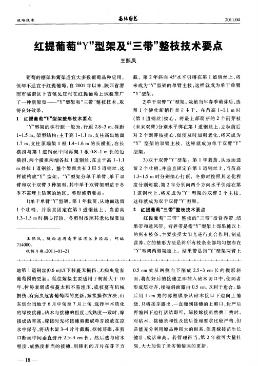 红提葡萄“Y”型架及“三带”整枝技术要点