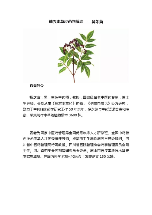 神农本草经药物解读——吴茱萸