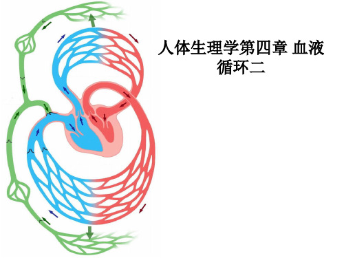 人体生理学第四章 血液循环二