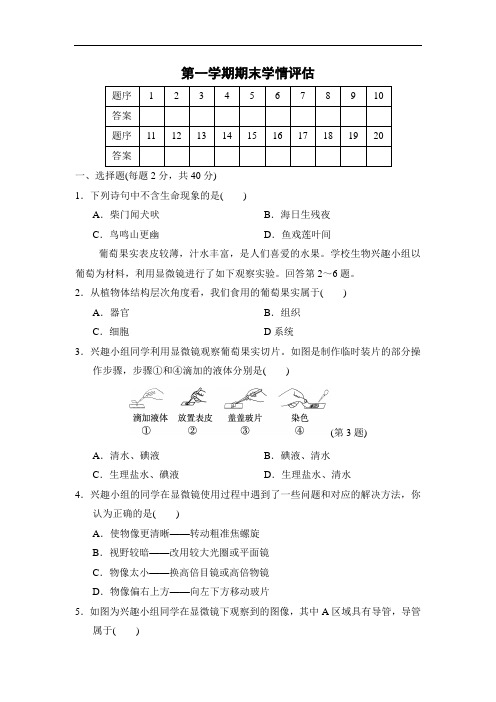 第一学期期末测试卷(含答案)2024--2025学年人教版生物七年级上册