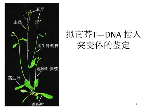 拟南芥TDNA插入突变