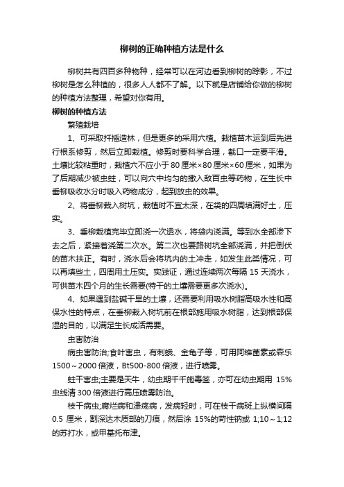 柳树的正确种植方法是什么