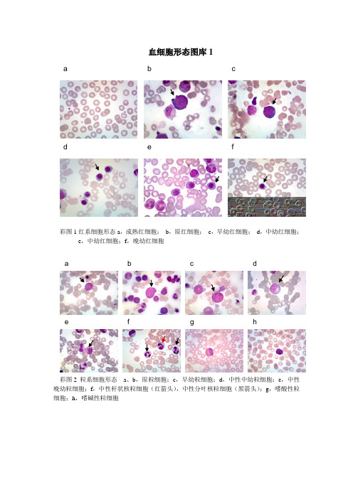血细胞形态图库1