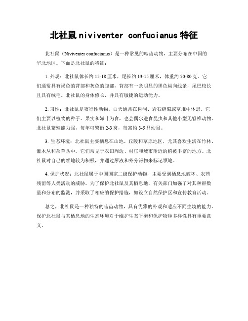 北社鼠niviventer confucianus特征