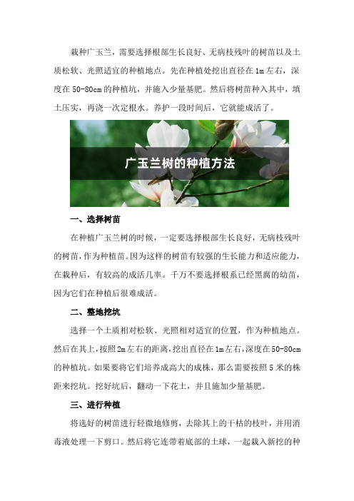 广玉兰树的种植方法