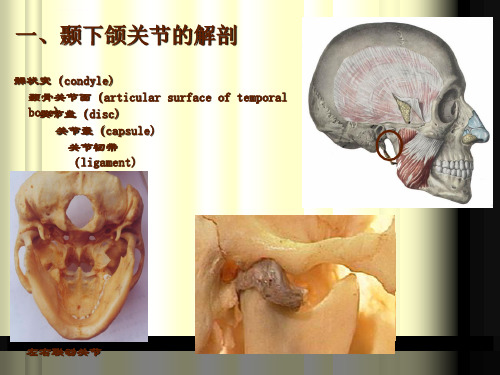 颞下颌关节解剖生理结构讲课ppt课件.ppt