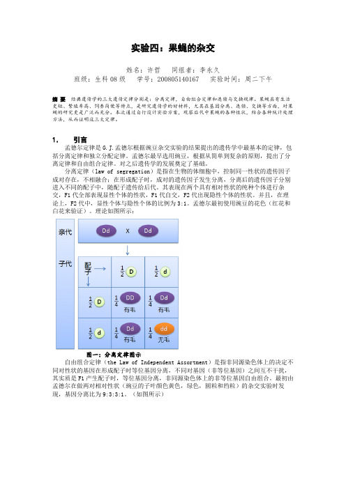 果蝇杂交的实验报告