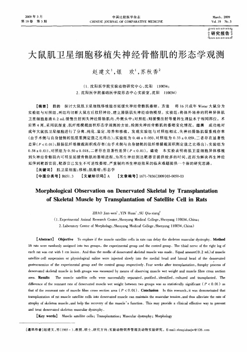 大鼠肌卫星细胞移植失神经骨骼肌的形态学观测