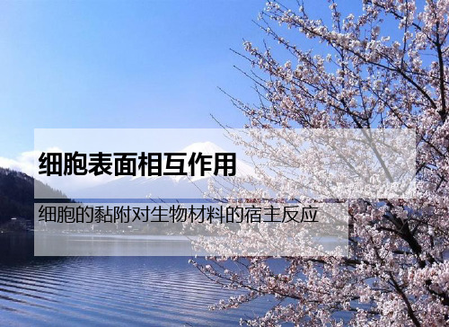 细胞相容性2