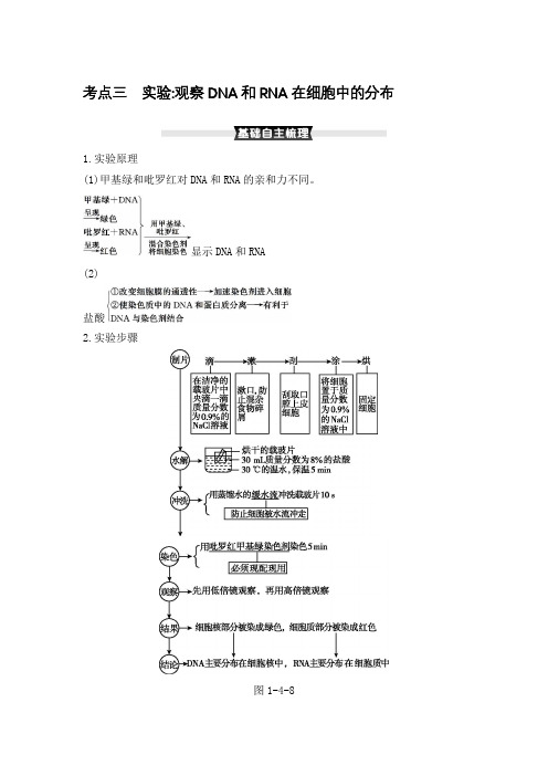 2022届 新高考 一轮复习 人教版 实验 观察DNA和RNA在细胞中的分布  教案