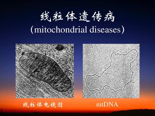 线粒体遗传病