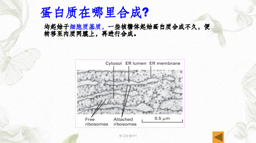 蛋白质的分选课件