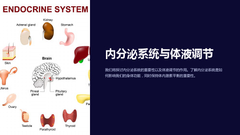 内分泌系统与体液调节