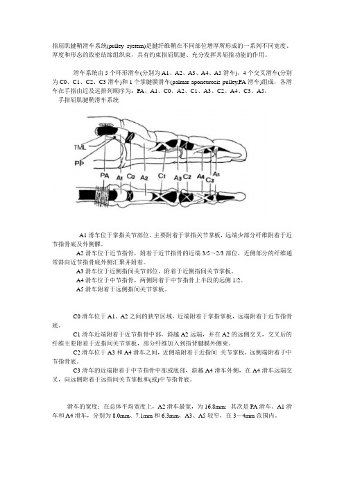 手指屈肌腱滑车Microsoft Word 文档 (2)