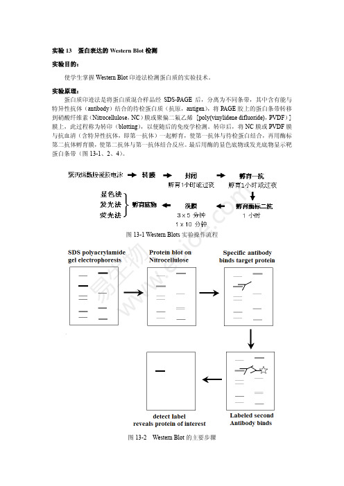 蛋白表达的Western Blot检测
