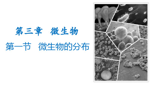 3.1微生物的分布课件--2024-2025学年人教版七年级上册