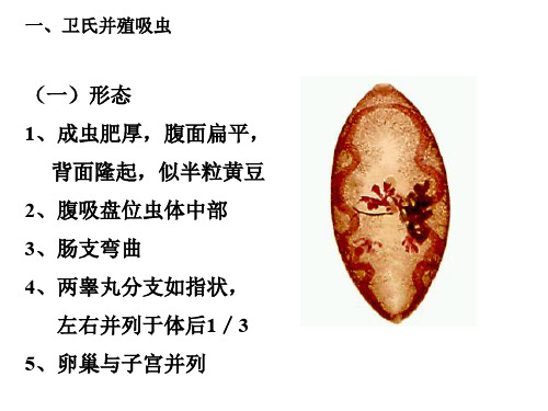 人体寄生虫学-副本肺吸虫、姜片虫