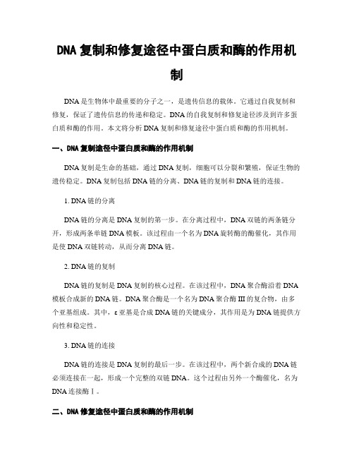 DNA复制和修复途径中蛋白质和酶的作用机制