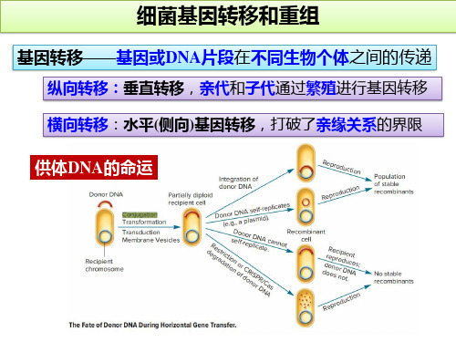 2023年高中生物竞赛辅导课件：细菌基因转移和重组