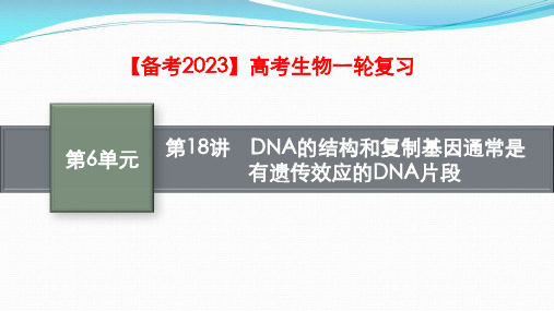 备考2023高考生物一轮复习：DNA的结构和复制基因通常是有遗传效应的DNA片段(共65张PPT)