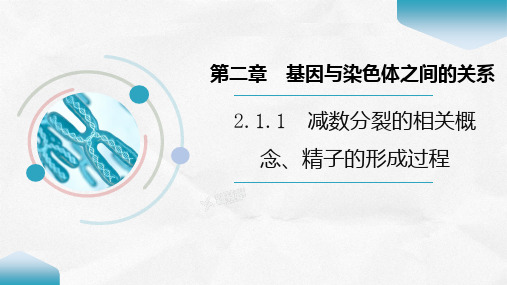 公开课示范课课件减数分裂的相关概念、精子的形成过程高一下学期生物人教版必修2