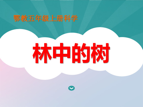 2021年《林中的树》走进树林PPT课件2文档