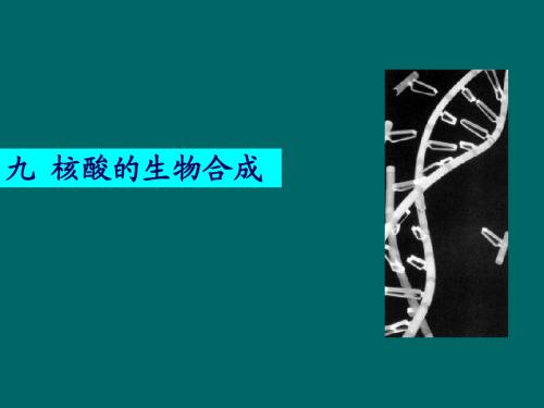 9.1 DNA的生物合成精简版