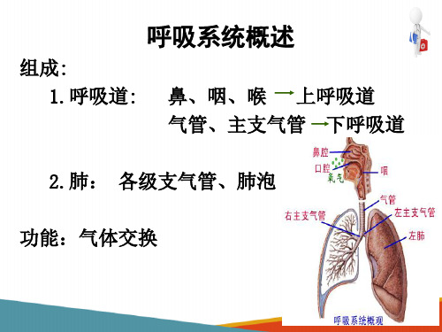 呼吸系统影像解剖—呼吸道(医学影像解剖学课件)