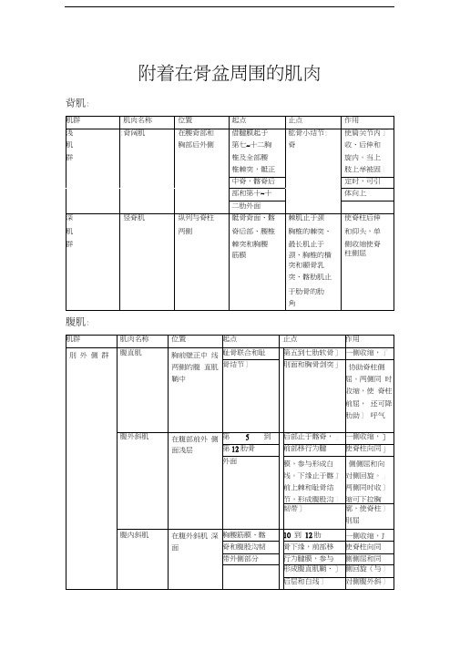 附着在骨盆周围的肌肉