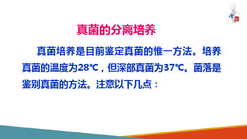 真菌检验技术—真菌的培养技术(微生物检验课件)