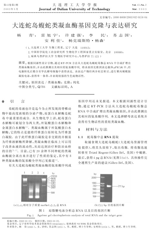 大连蛇岛蝮蛇类凝血酶基因克隆与表达研究