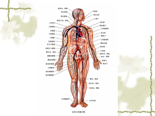 高中生物人体解剖循环系统94页公开课ppt课件