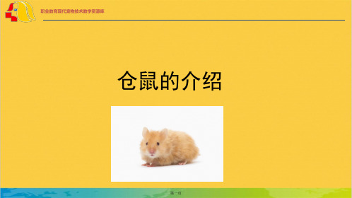 仓鼠的介绍完整PPT