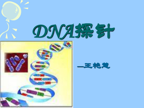 DNA探针