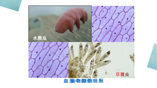 七年级生物练习使用显微镜