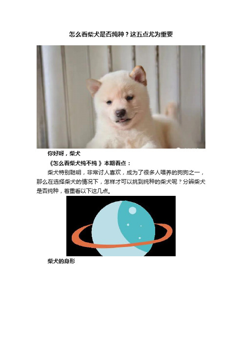 怎么看柴犬是否纯种？这五点尤为重要