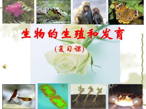 初中生物_生物的生殖和发育(复习课)教学课件设计