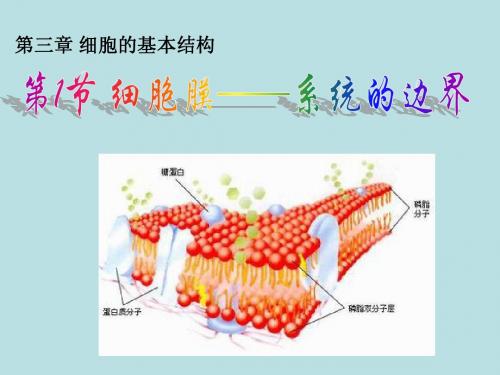 《细胞膜--系统的边界》课件2 (人教版必修1)